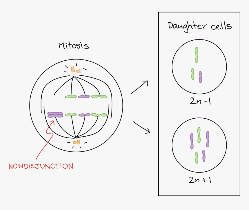 Disyuncion Cromosomica, HD Png Download, Free Download