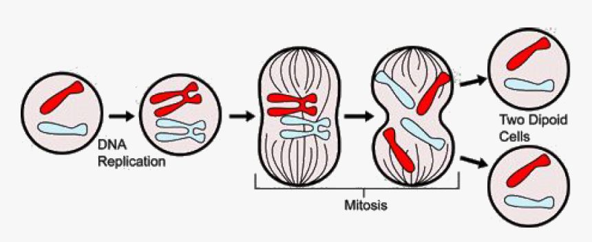 Mitosis Science, HD Png Download, Free Download