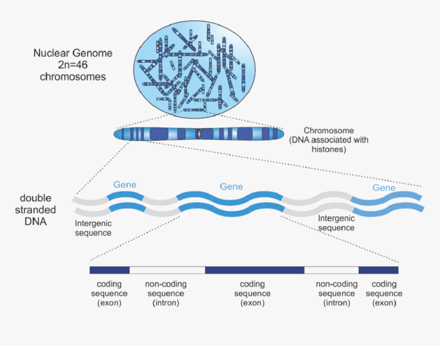 Internal Structure Of Chromosome, HD Png Download, Free Download