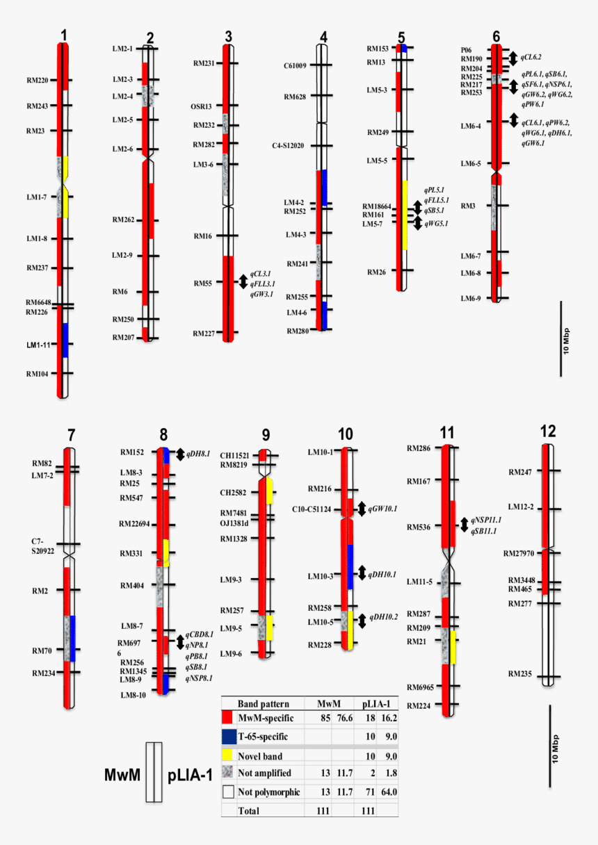 Diagram, HD Png Download, Free Download