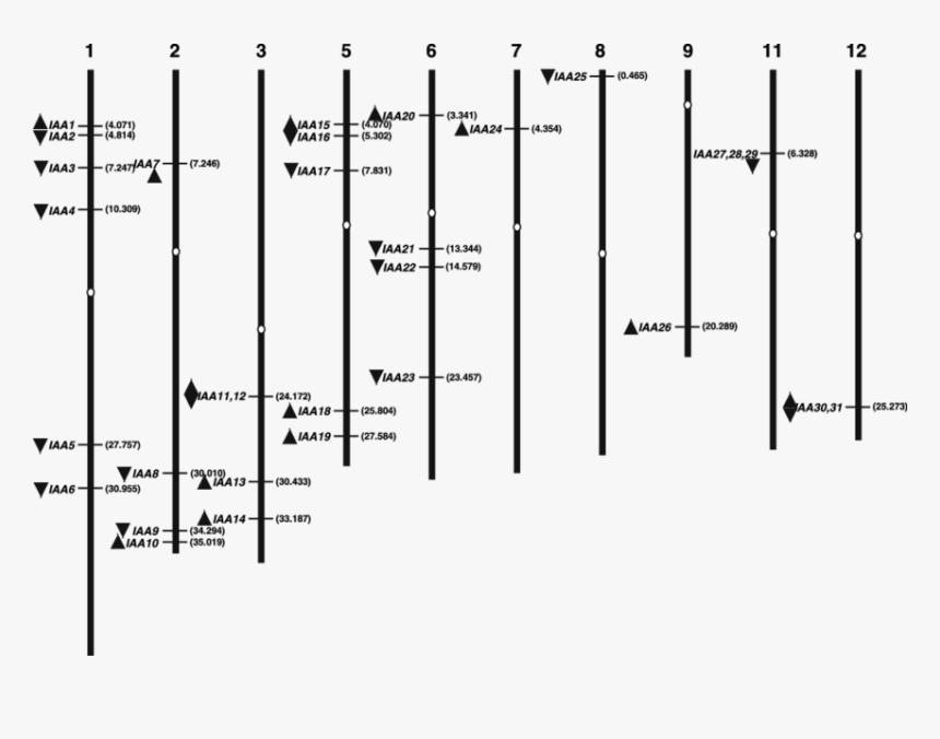 Diagram, HD Png Download, Free Download