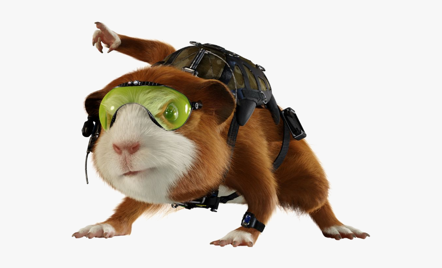 Darwin - Darwin The Guinea Pig, HD Png Download, Free Download