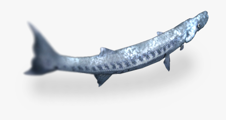 Great Barracuda - Barracuda Zoo Tycoon, HD Png Download, Free Download