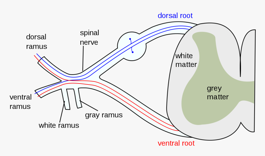 Spinal Nerve, HD Png Download, Free Download