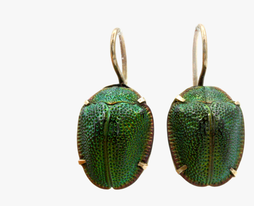 "
 
 Data Image Id="4163154051156"
 Class="productimg - Leaf Beetle, HD Png Download, Free Download