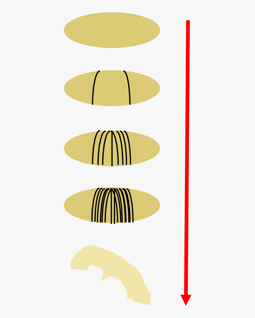 Drosophila Embryo Development Outline - Illustration, HD Png Download, Free Download