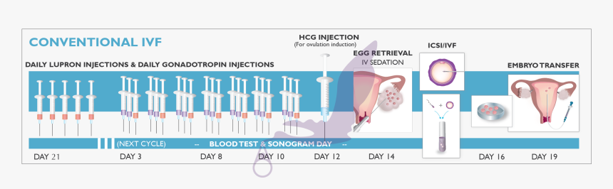 Ivf Process - Natural Cycle Ivf, HD Png Download, Free Download