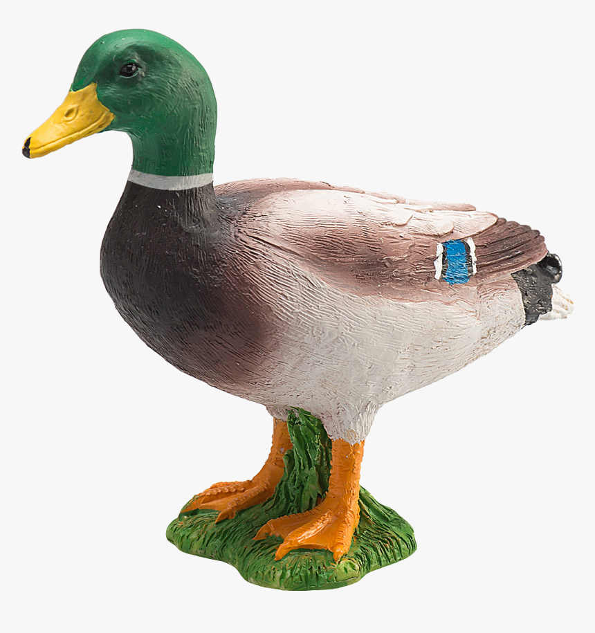 Transparent Mallard Duck Png - اردک وحشی, Png Download, Free Download