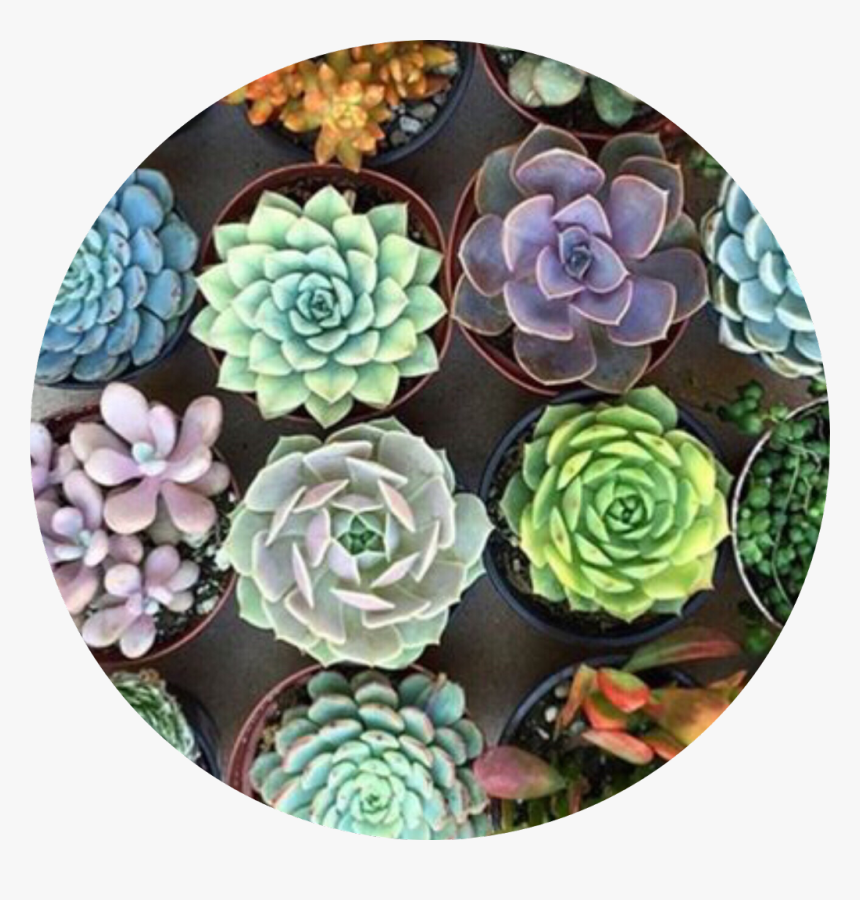 What Would You Guys Like To See More Of 
 Face Reveal - Aesthetic Succulents, HD Png Download, Free Download