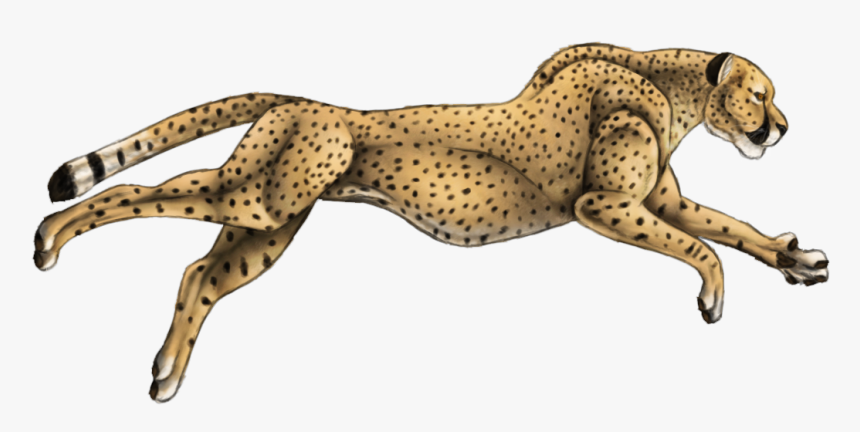 Cheetah, HD Png Download, Free Download