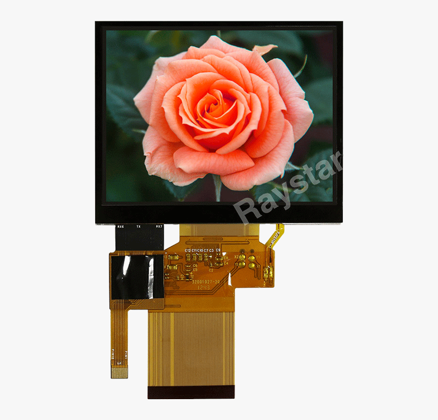 5 Tft Capacitive Touch Graphic Display - Garden Roses, HD Png Download, Free Download