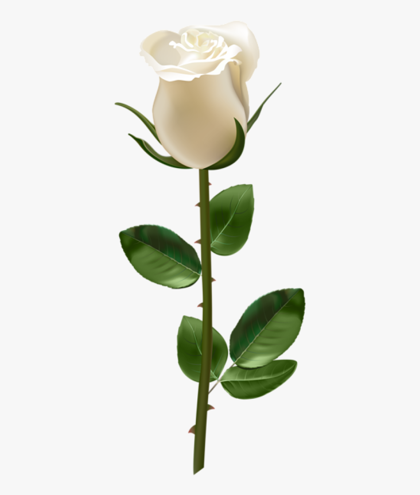 White Stem Rose Png, Transparent Png - kindpng