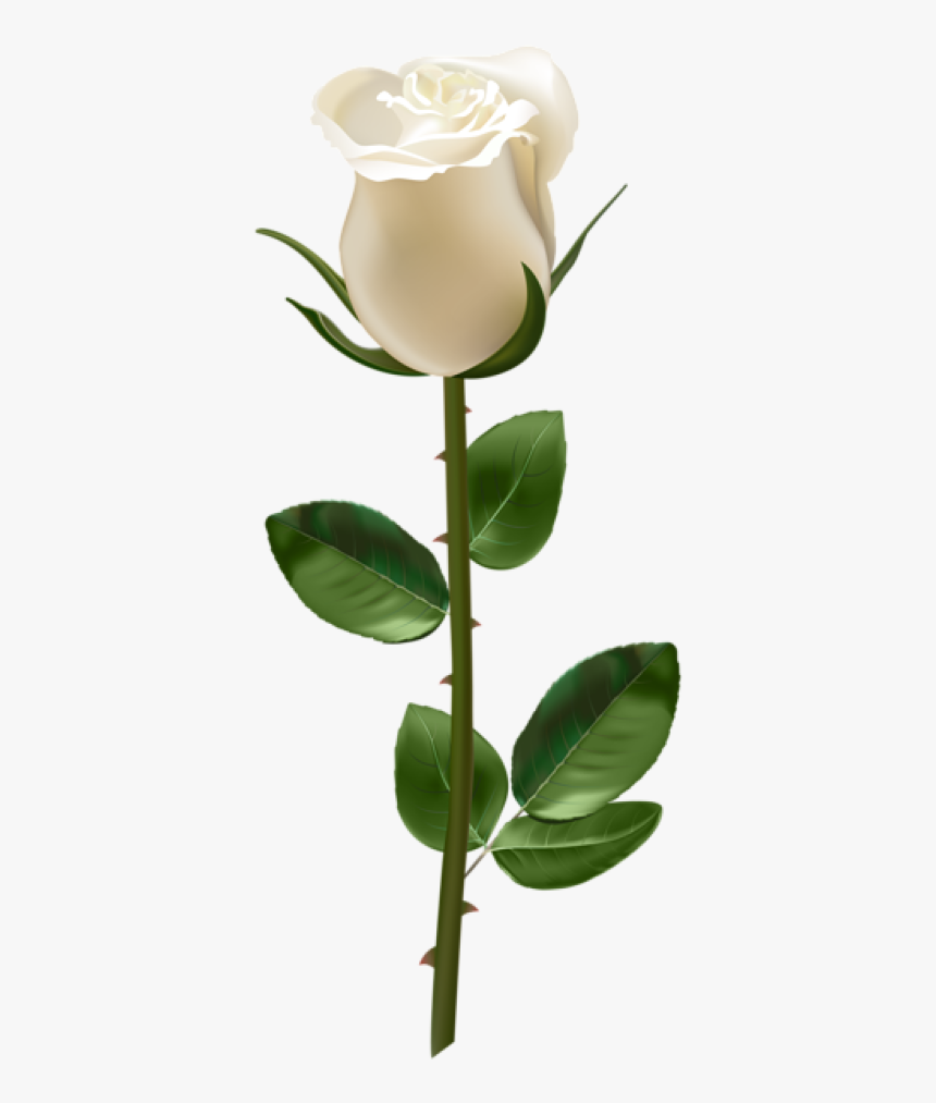 White Stem Rose Png, Transparent Png, Free Download