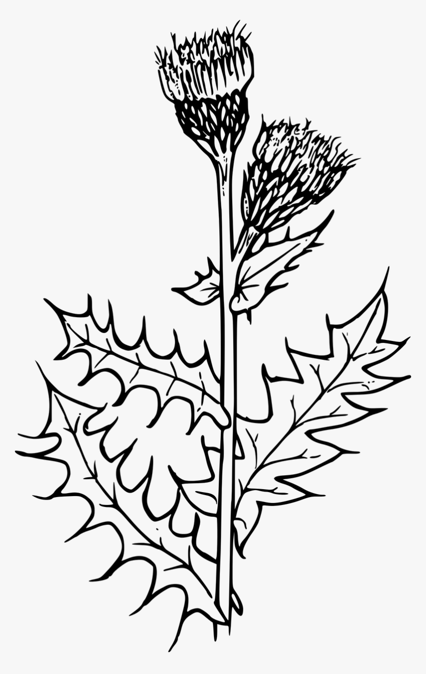 Creeping Thistle Drawing Flower Milk Thistle - Thistle Black And White Png, Transparent Png, Free Download