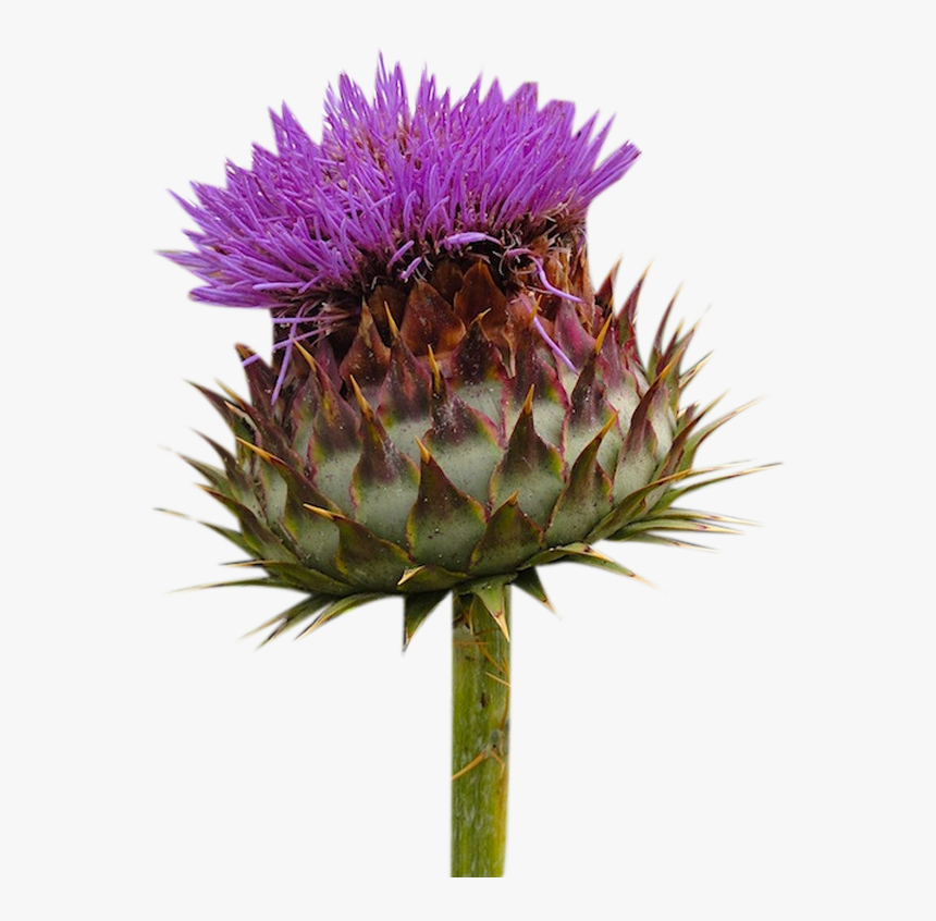 Clip Art Milk Flowers Picture Material Thistle Png Transparent Png Kindpng