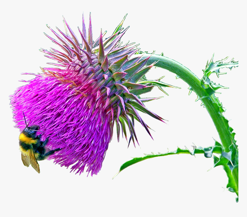 Carduus Nutans 9527 - Musk Thistle, HD Png Download, Free Download