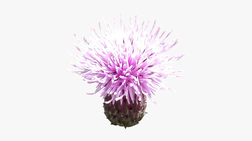 Plant Milk Thistle Png, Transparent Png, Free Download