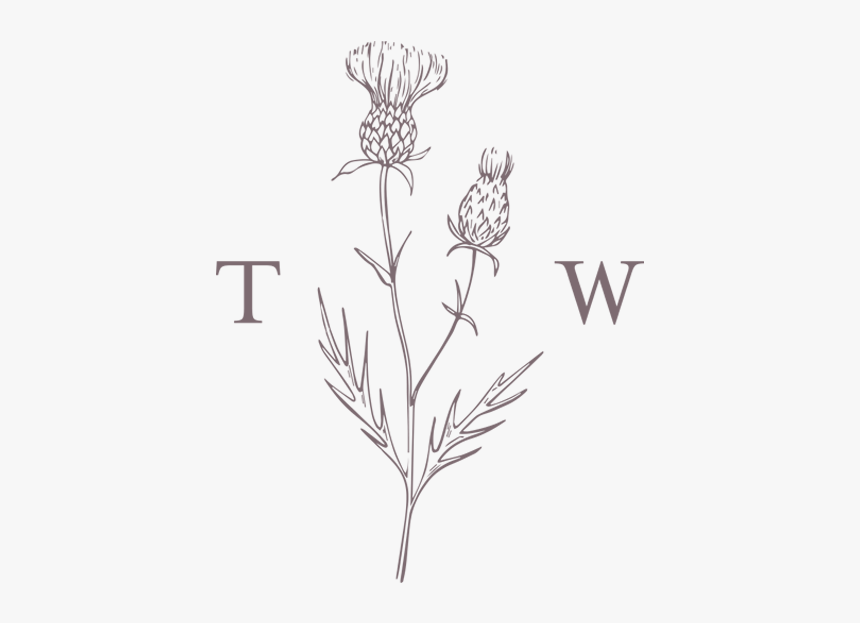 Tw Logo Center Color - Small Thistle Drawing Png, Transparent Png, Free Download