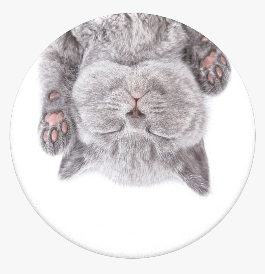 Cat Nap Png - British Short Hair Cat Paws, Transparent Png, Free Download