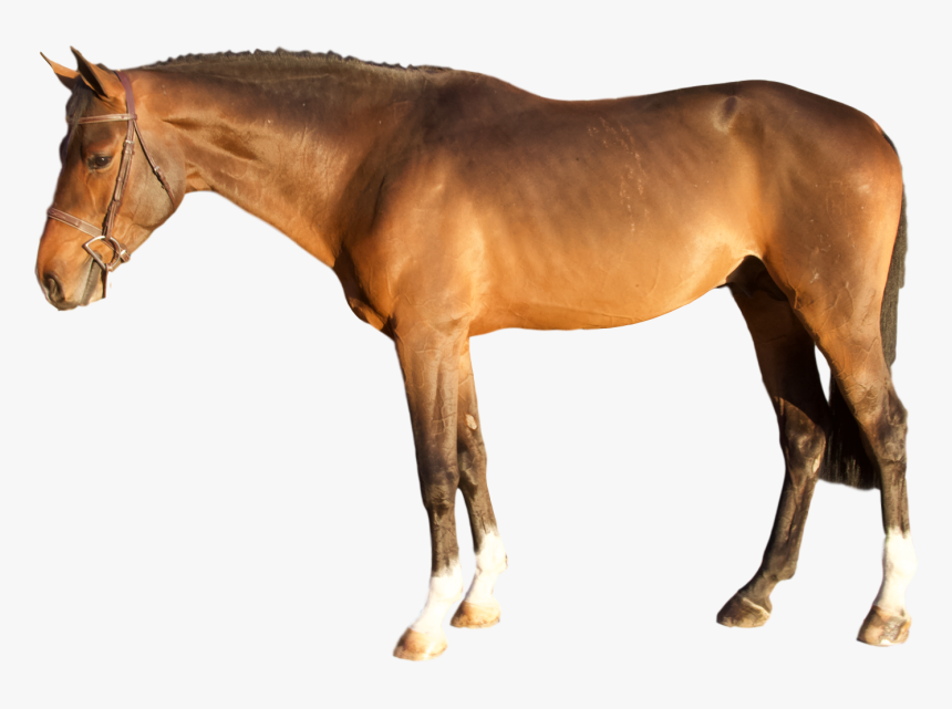 Transparent Horses Png - Sorrel, Png Download, Free Download