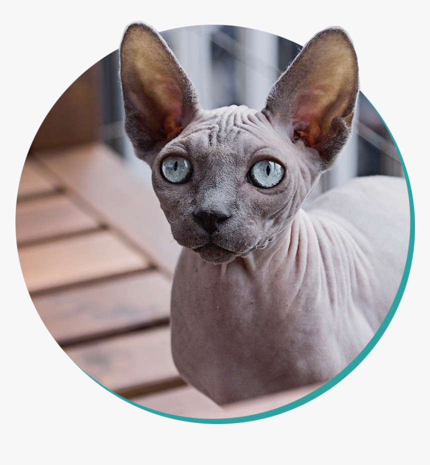 Sphynx Cat, HD Png Download, Free Download