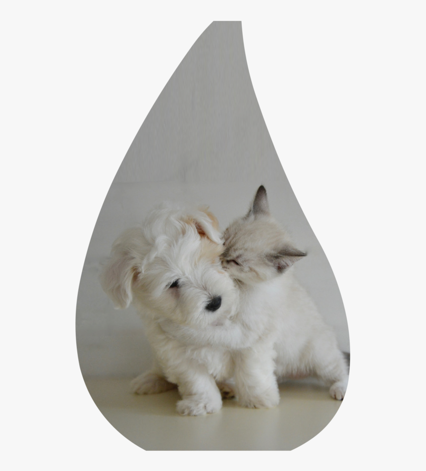 Bubble Puppy Png, Transparent Png, Free Download