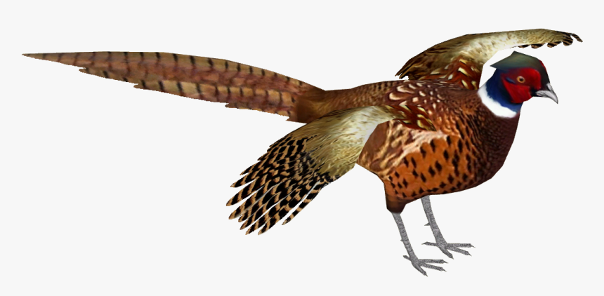 Common Pheasant 9 , Png Download - Pheasant With No Background ...