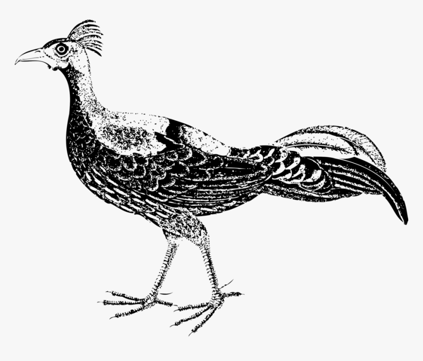 Pheasant,grouse,fowl - วาด รูป ไก่ฟ้า, HD Png Download, Free Download