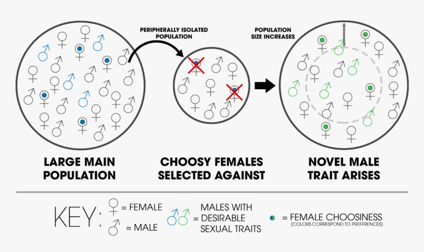 Peripatric Speciation Example, HD Png Download, Free Download