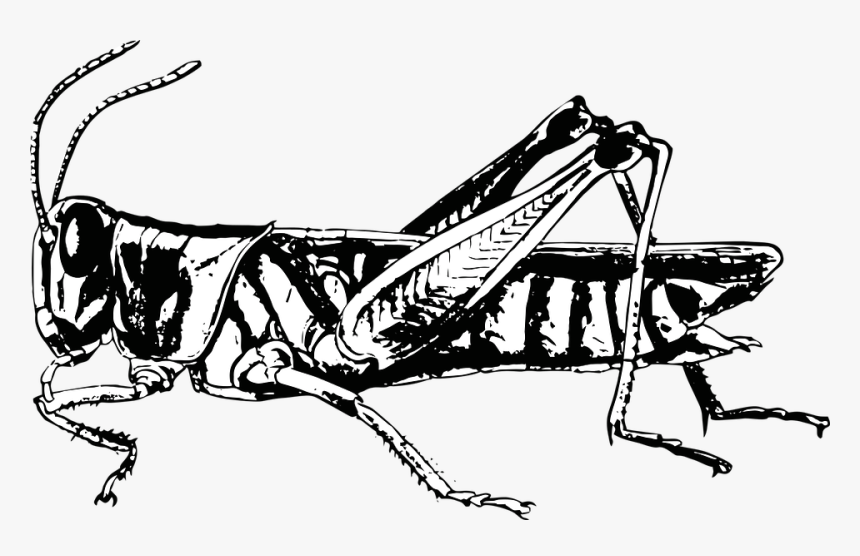 Grasshopper, Bug, Insect, Locust, Biology - Pronotum Locust, HD Png Download, Free Download