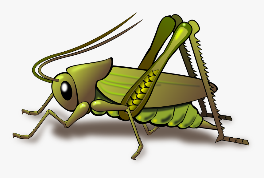 Clip Art Insect Papua New Guinea - Cricket Bug Cartoon, HD Png Download, Free Download