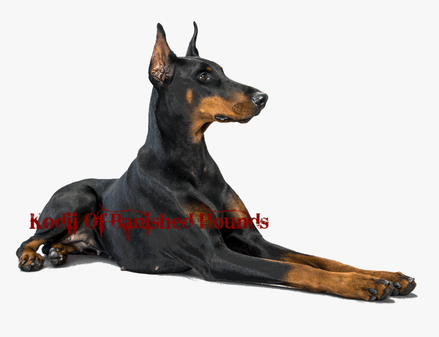 Thumb Image - Doberman Png, Transparent Png, Free Download