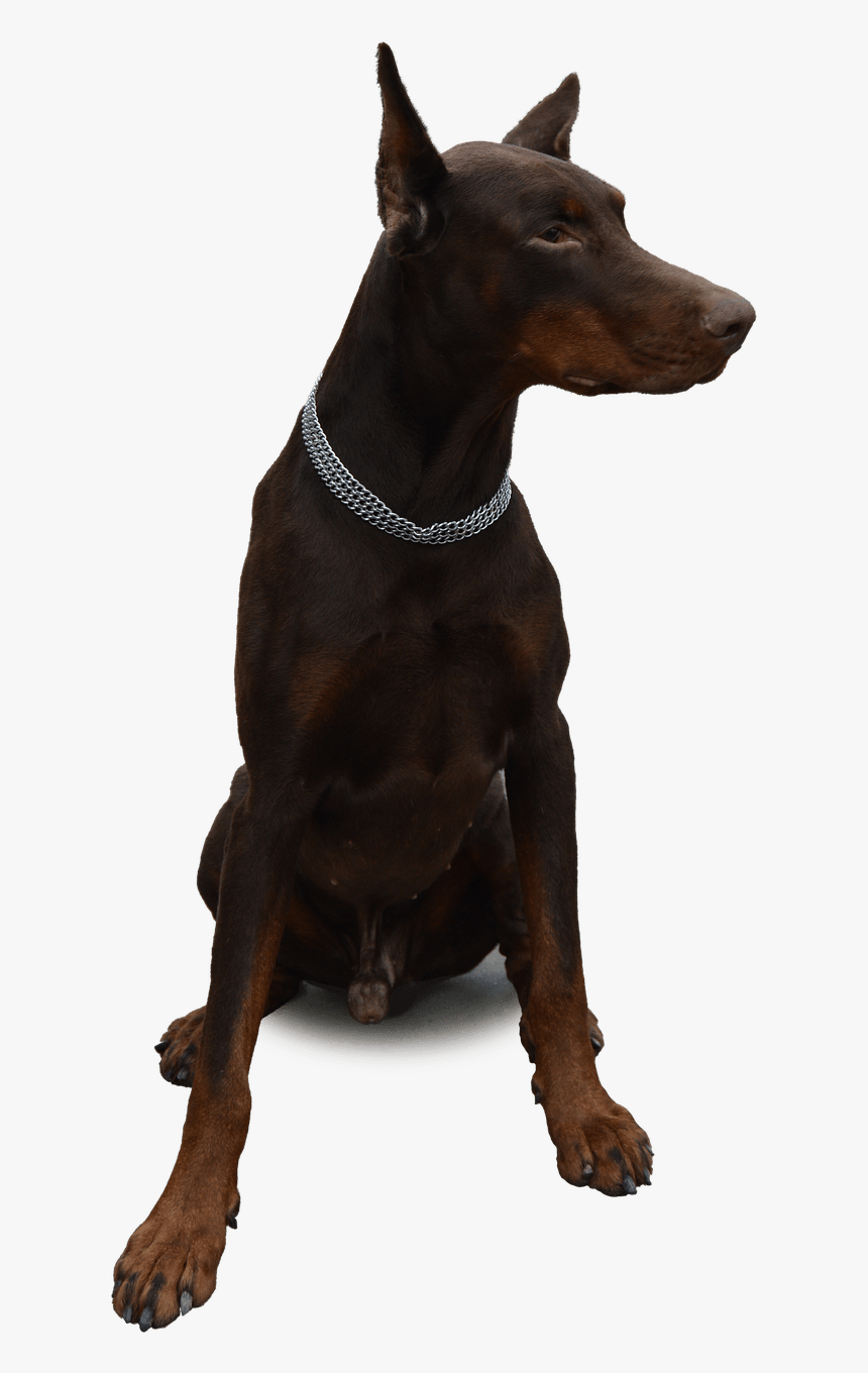 Doberman Sitting - Doberman Png, Transparent Png, Free Download