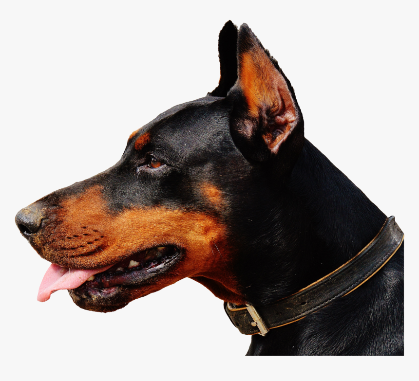 Doberman Png Image - Short Essay On Dog In English, Transparent Png, Free Download