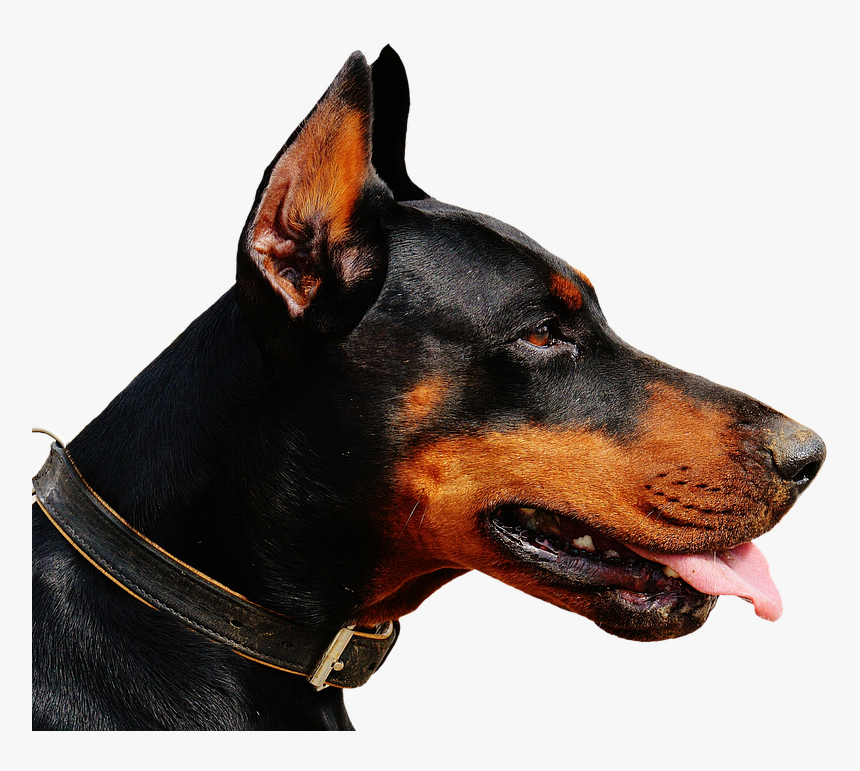 Doberman, Dog, Animal World, Animal, Hundeportrait, - Doberman Ear Crop Styles, HD Png Download, Free Download