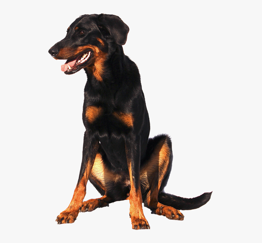 Isolated Doberman Dog Sweet Animal Portrait - Pixabay Dog Png, Transparent Png, Free Download