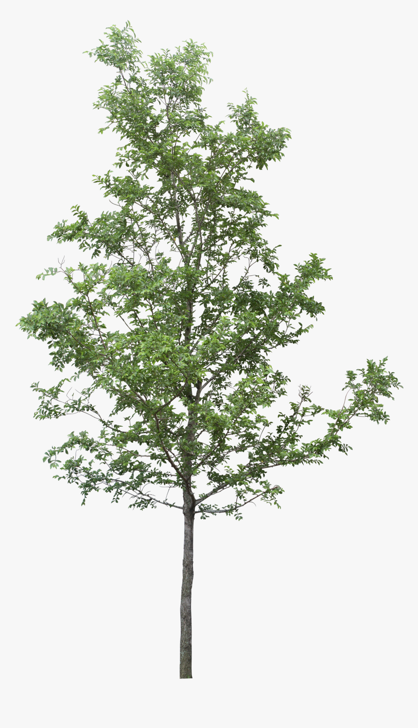 Tree Png Clipart - Tree Png, Transparent Png, Free Download