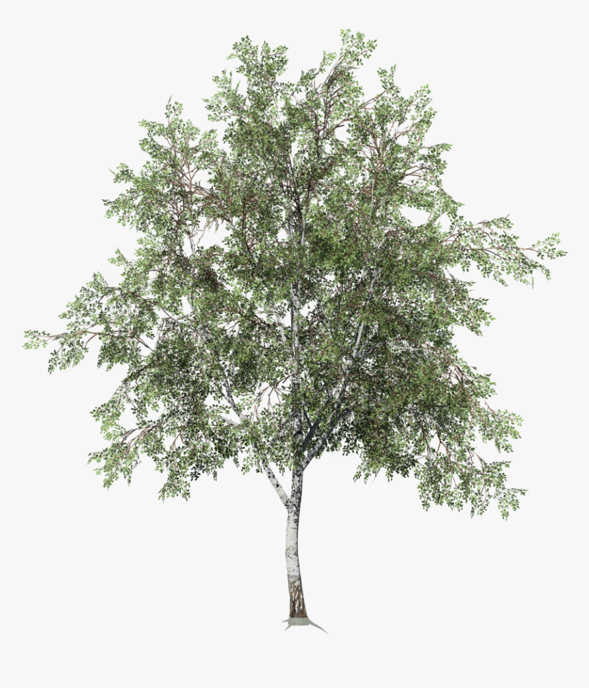 Birch - Mexican Pinyon, HD Png Download, Free Download