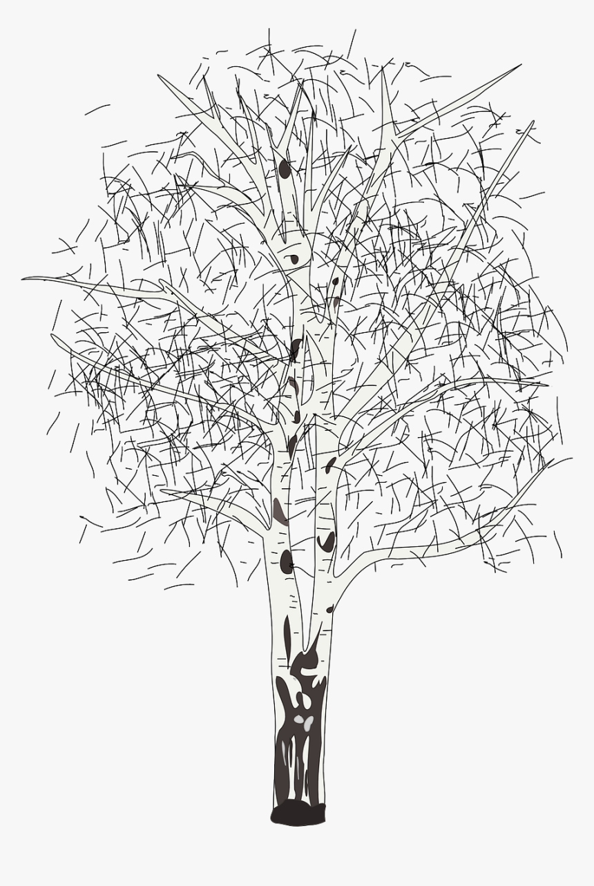 Silver Birch Tree Clipart, HD Png Download, Free Download