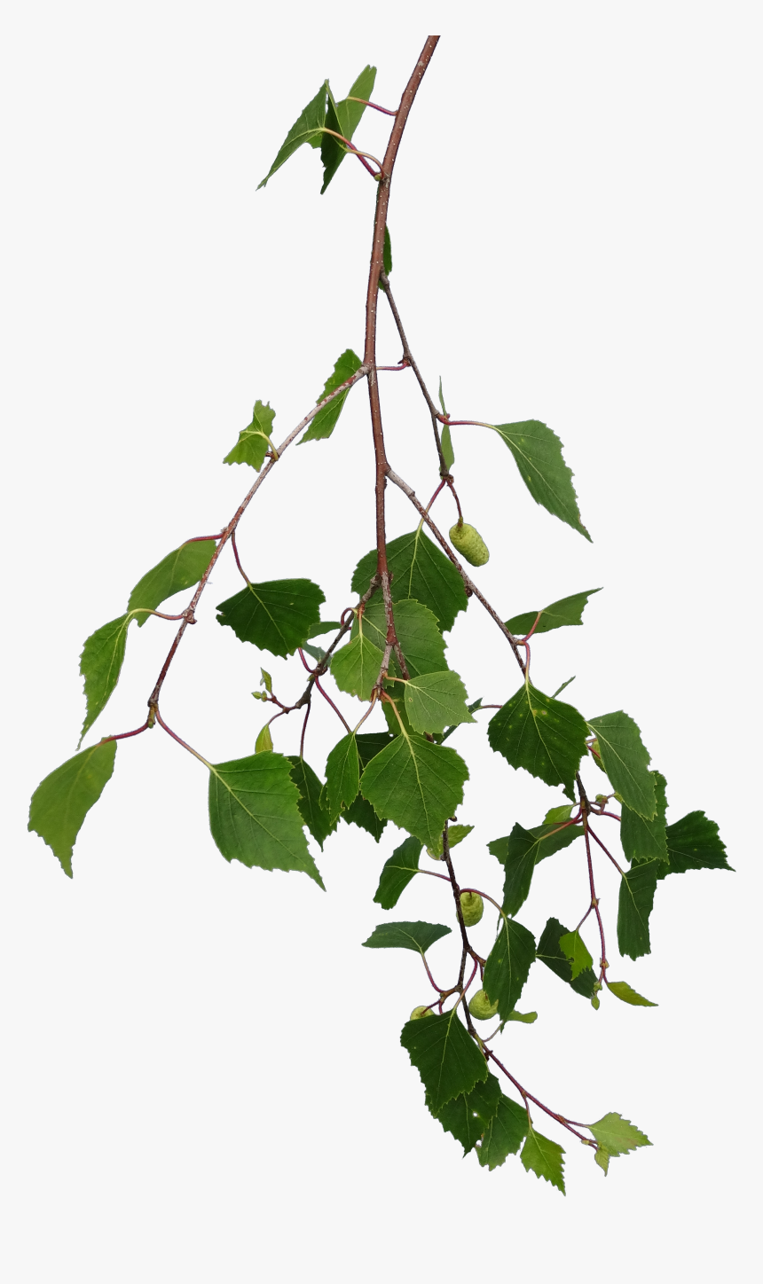 Birch Branch Png, Transparent Png, Free Download