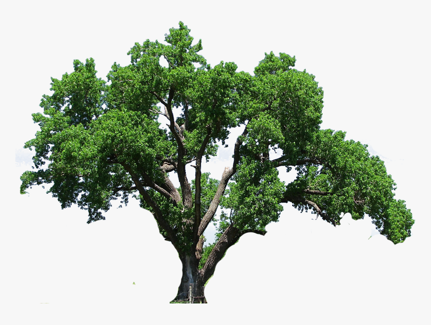 Oak Kid Envirmental Energy - Big Tree Png, Transparent Png, Free Download