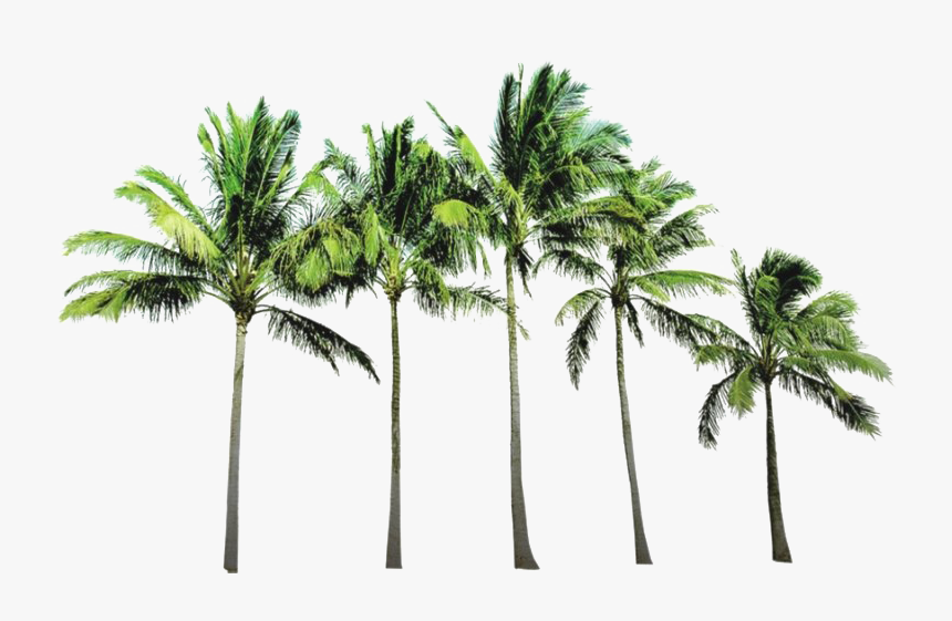 Palm Trees Transparent Png, Png Download, Free Download