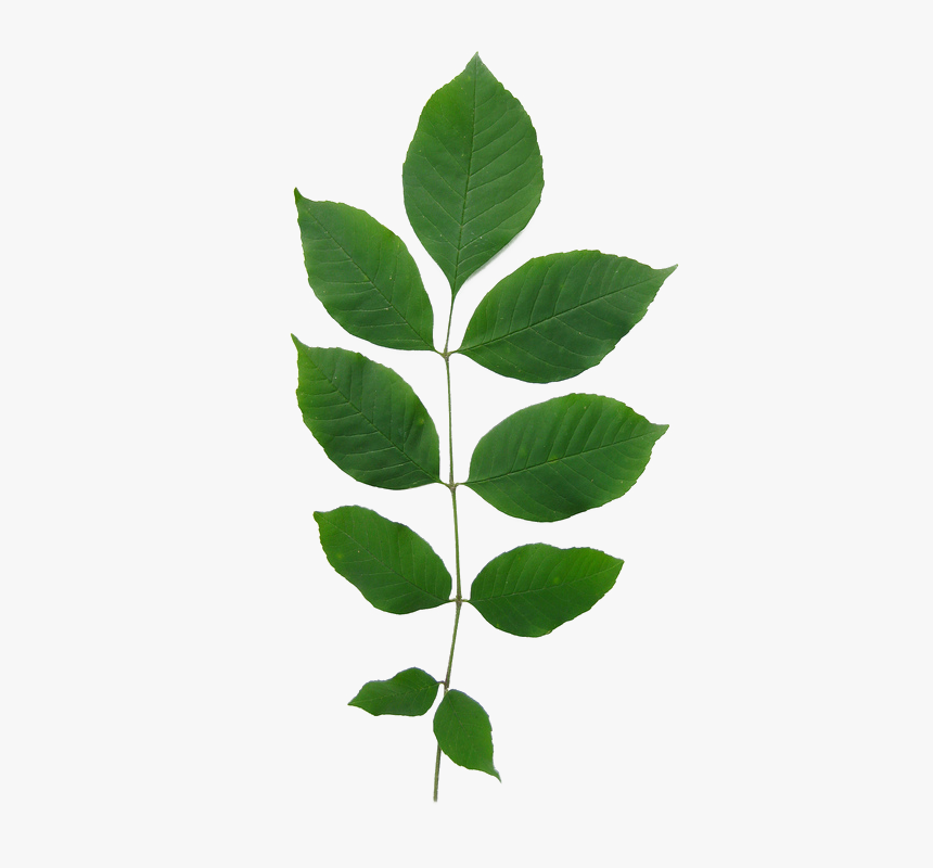 Transparent Birch Branch Png - White Ash Leaf, Png Download, Free Download