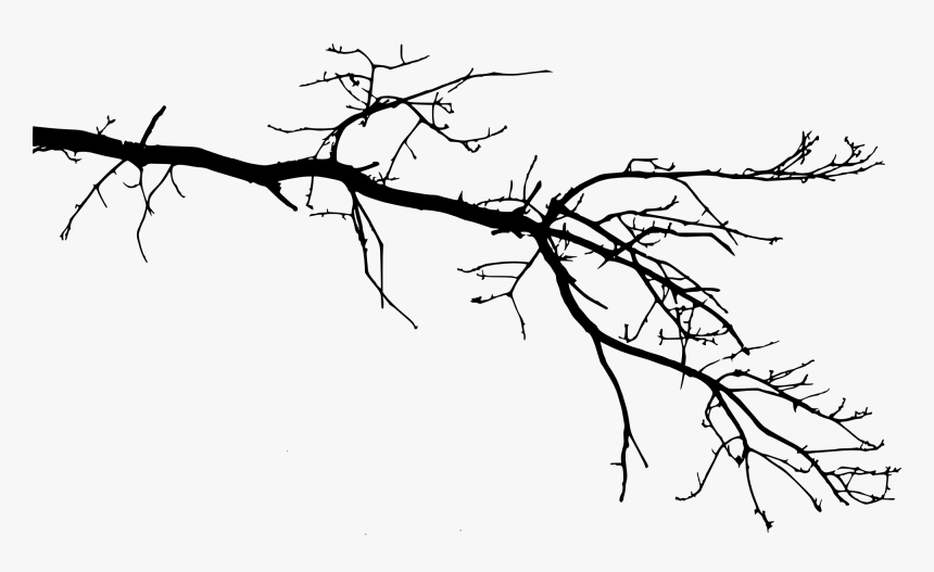 Branch Png - Free Download - Tree Branch Drawing Transparent, Png Download, Free Download
