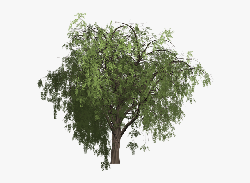 Transparent Pepper Plant Png - Painted Pepper Tree Png, Png Download, Free Download