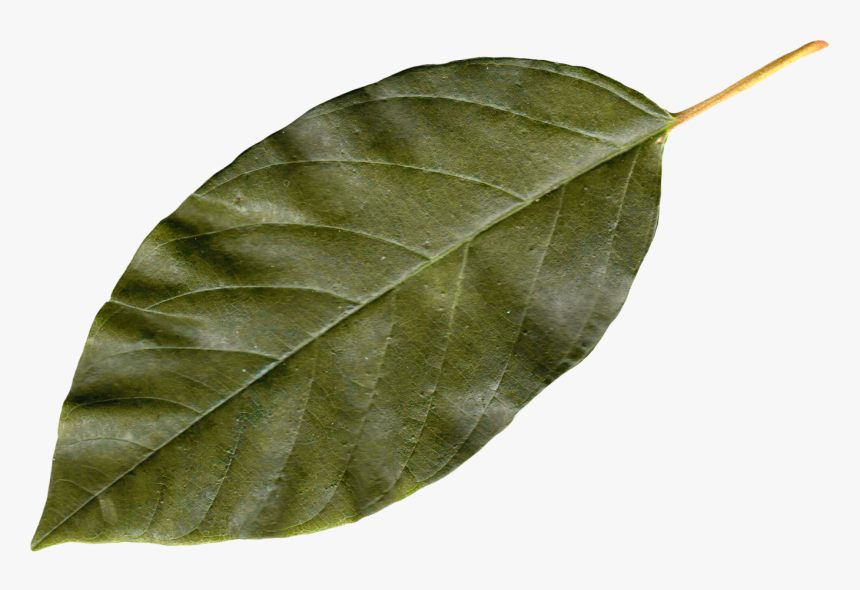 Autumn Leaves - Leaf Png, Transparent Png - kindpng