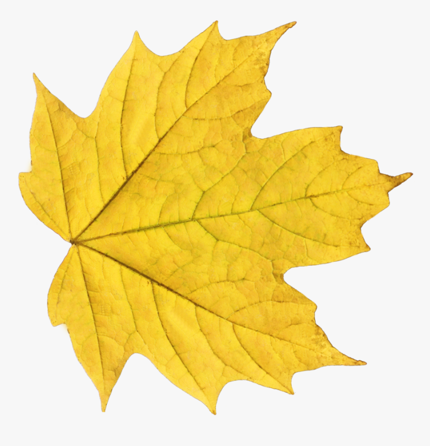 Yellow Leaf Png, Transparent Png, Free Download