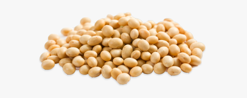 Soybean Png, Transparent Png, Free Download