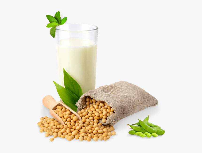 Soybean Png, Transparent Png, Free Download