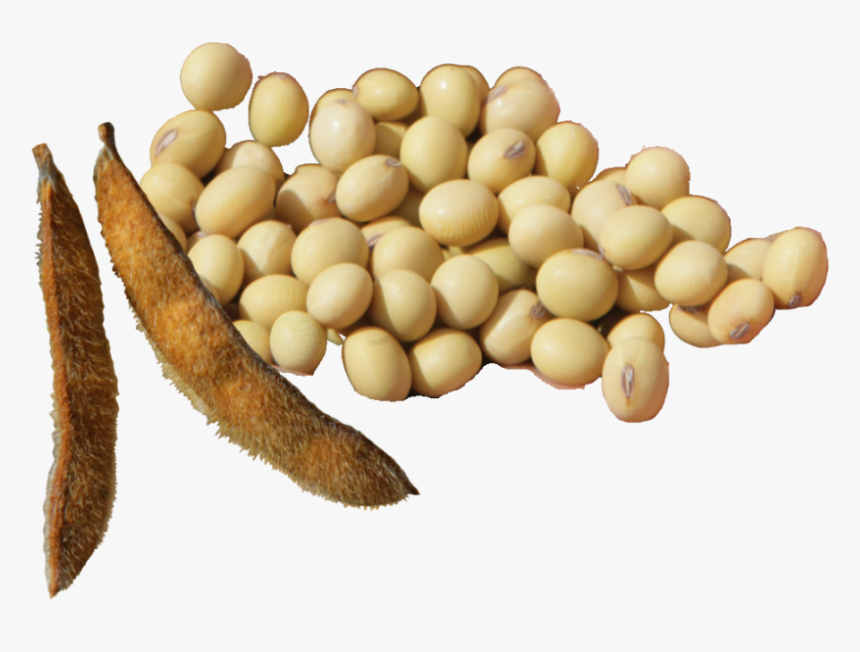 Soy-beans, HD Png Download, Free Download